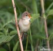 Marsh Warbler