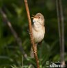 Marsh Warbler