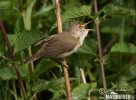 Marsh Warbler