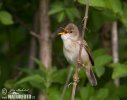 Marsh Warbler