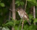 Marsh Warbler