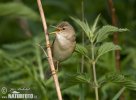 Marsh Warbler