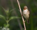 Marsh Warbler