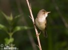 Marsh Warbler