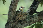 Masked Shrike