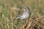 Meadow Pipit