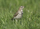 Meadow Pipit