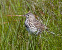 Meadow Pipit