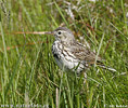 Meadow Pipit