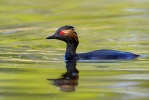 Mergulhão-de-pescoço-preto