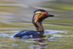 Mergulhão-de-pescoço-preto