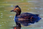 Mergulhão-de-pescoço-preto