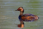 Mergulhão-de-pescoço-preto