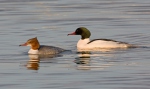 Mergus merganser