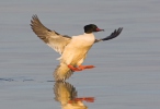 Mergus merganser