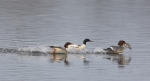 Mergus merganser