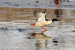 Mergus merganser