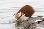 Mergus merganser