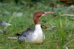 Mergus merganser