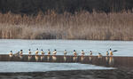 Mergus merganser