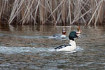 Mergus merganser