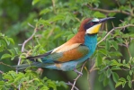 Merops apiaster