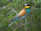 Merops apiaster