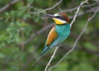 Merops apiaster