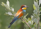 Merops apiaster