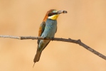 Merops apiaster