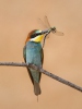 Merops apiaster