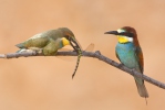 Merops apiaster