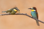 Merops apiaster