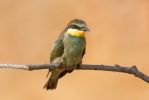 Merops apiaster