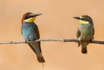 Merops apiaster