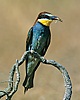 Merops apiaster