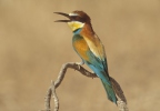 Merops apiaster