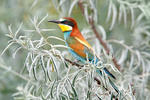 Merops apiaster