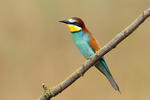 Merops apiaster