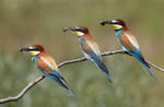 Merops apiaster