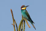 Merops apiaster