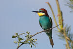 Merops apiaster