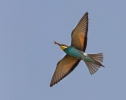 Merops apiaster