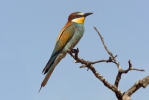 Merops apiaster