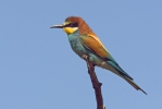 Merops apiaster