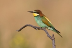 Merops apiaster