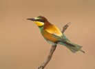 Merops apiaster