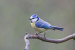 Mésange bleue