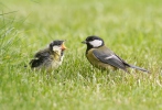 Mésange charbonnière