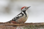 Middle Spotted Woodpecker